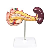 Vision Scientific VAD423-N Pancreas, Duodenum, & Spleen Model