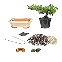 Eve's Bonsai Tree Starter Kit, Complete Do-It-Yourself Kit with 6 Year Old Japanese Juniper !!! Cannot Ship to CA California & HI Hawaii !!!