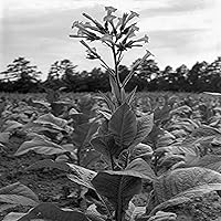 Tobacco Flower Na Single Tobacco Flower On A Tobacco Farm In Shoofly North Carolina Photograph By Dorothea Lange July 1939 Poster Print by (18 x 24)