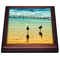 3dRose Sea Birds at Sunset on a Sandy California Coastline Trivet with Ceramic Tile, 8 by 8