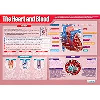 Daydream Education The Heart and Blood | Science Posters | Laminated Gloss Paper measuring 33” x 23.5” | STEM Charts for the Classroom | Education Charts