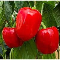 Big Red Sweet Pepper Seeds - Capsicum - for Planting, 150+ Herb Seeds, Indoor or Outdoor Growing, Non-GMO (1)
