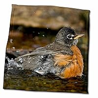 3dRose American Robin, Turdus migratorius, Bathing, Marion Co. IL - Towels (twl-205478-3)