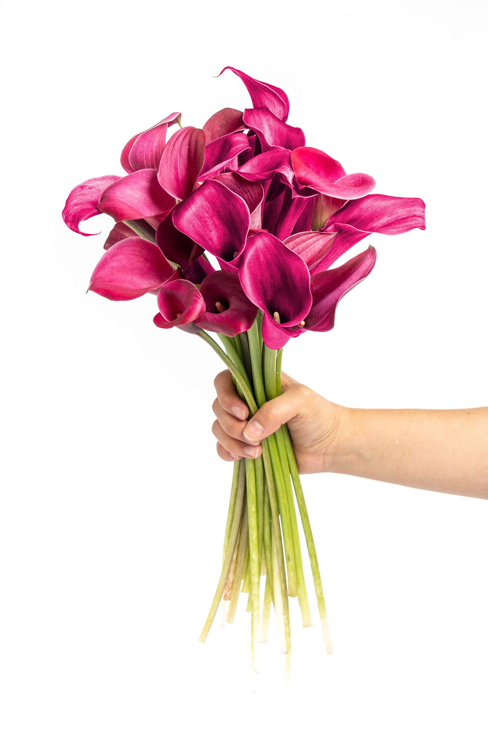 Greenchoice Flowers - Fresh Mini Calla Lilies, Flower Bouquet, Fresh Flowers for Delivery, Birthday Flowers, Flowers for Mother's Day, Flower B...