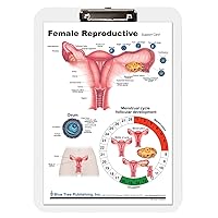 Female Reproductive Anatomy Clipboard