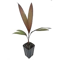 Maroon Crownshaft Palm Tree - 5 Live Plants in 4 Inch Pots - Areca Vestiaria - Extremely Rare Ornamental Palms from Florida