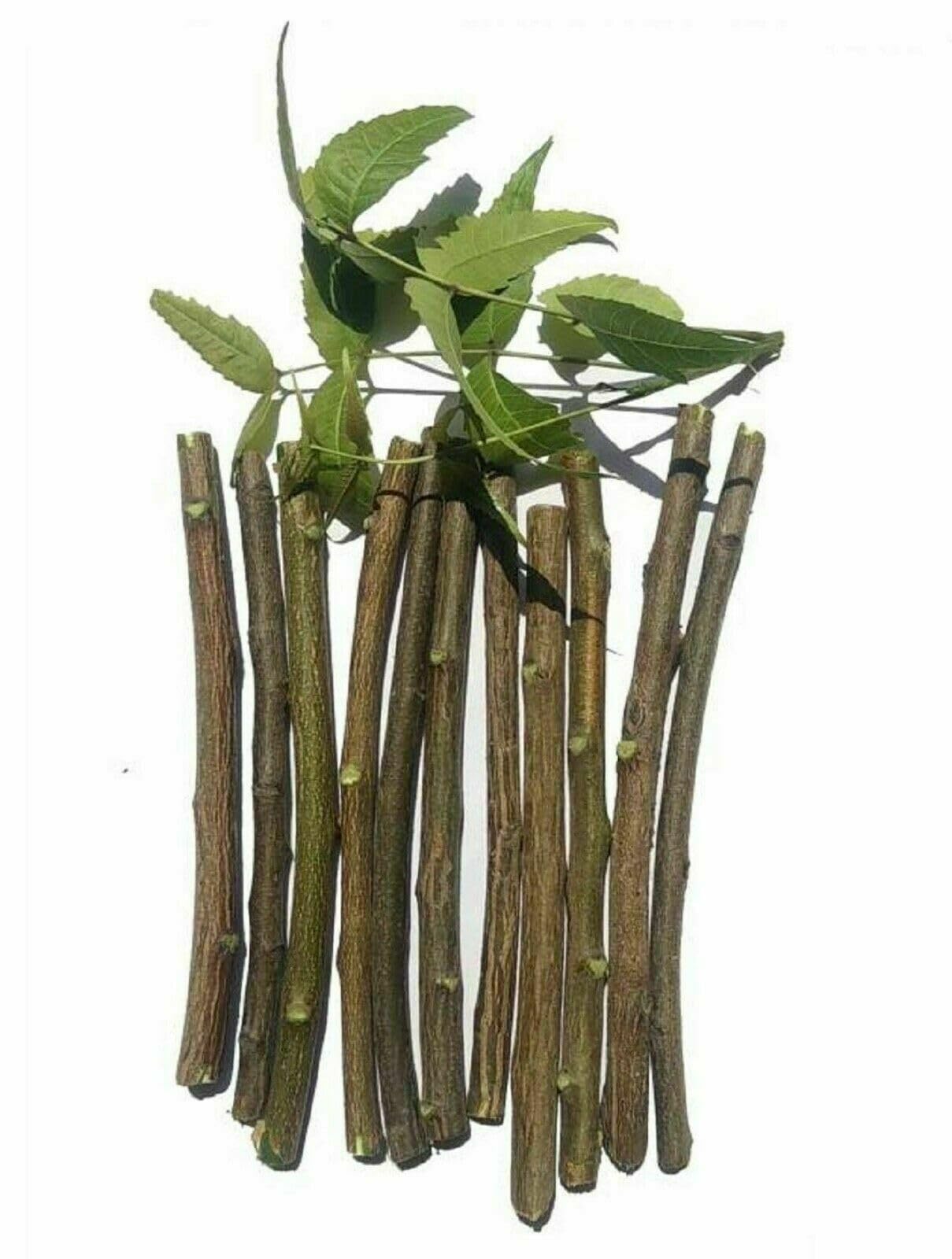 Healthy Neem Chew Dry Stick & Neem Tree Datun for Healthy, Health Benefits