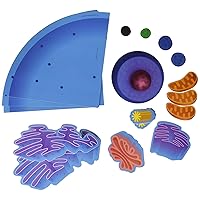 Giant Magnetic 4pc Animal Cell, Science Classroom and Teacher Supplies