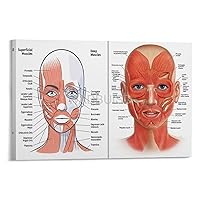 Facial Anatomy Poster Facial Muscles And Veins Muscle Parts Knowledge Beauty Salon Aesthetics Poster (2) Canvas Poster Wall Art Decor Print Picture Paintings for Living Room Bedroom Decoration Frame-s