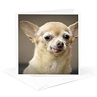 Toothless Chihuahua Dog, Santa Fe, New Mexico - Greeting Card, 6 x 6 inches, single (gc_92682_5)