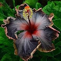 30 Pcs Black Hibiscus Flower Seeds for Planting - Stunning Rare Giant Flower Seeds Tropical Exotic Plant Striking Landscape Flower