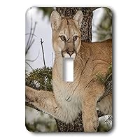 3dRose Danita Delimont - Mountain Lion - Mountain Lion in tree, captive, Montana. Puma Concolor - single toggle switch (lsp_314910_1)