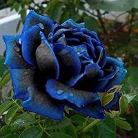 30 Pcs Rare Rose Seeds for Planting - Exotic Rare Flower Seeds Fresh Hardy Fragrant Striking Landscape Plant Attract Bees