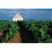 Tobacco Plants on the Farm Photo Photograph Cool Wall Decor Art Print Poster 36x24