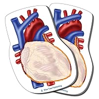 Heart Sticking Notes, Human Heart 2 Pack-100 Sheets Per Pack Physician, Cardiologists, Cardiovascular, pulmanary
