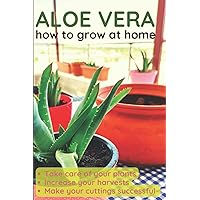 ALOE VERA: HOW TO GROW ALOE VERA AT HOME