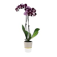 Plants & Blooms Shop™ PB116 Orchid, 5