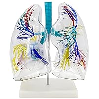 Human Anatomy Model,Transparent Anatomical Lung Model, Lung Model with Bronchial Tree Structure and Stand Base for Teaching Demonstration and Explanation