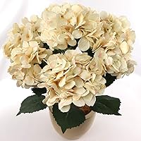 Hydrangea Silk Flower Bush - 7 Heads, UV Resistant, Indoor/Outdoor, Adjustable Stem, Rich Green Leaves, Ideal for Wedding, Centerpiece & Event Decor (Beige)