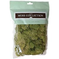 Quality Growers Preserved Reindeer Moss, Green