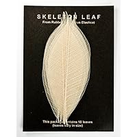 Skeleton Leaves- Pack of 10 Natural Rubber Tree Leaves