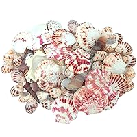 Sea Shells Mixed Beach Seashells Various Maximum Sizes up to 2 Inches Shells Approx. 80 Pieces Seashells