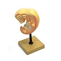 Eisco Labs Human Embryo Model, 4 Weeks Old