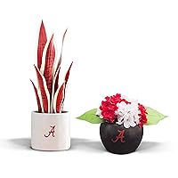 University Gifts for Women Artificial Plants, Man Cave Decor, University Faux Plants, University Gifts for Men, Gifts for Women, University Decorations, Desk Sets and Accessories for Women