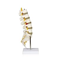 Parco Scientific B10262 Medical Lumbar Spinal Column