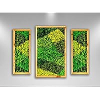 SET OF 3 Moss Pattern Wall Art - Real Moss, Zero Maintenance - Eco-Friendly Natural Green Wall Decor - Moss Framed - Contemporary Wall Decoration with Living Plants (NATURAL WOOD FRAME, 1)