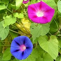 Morning Glory Flower Garden Seeds - Mixed Colors - 2 g Packet ~60 Seeds - Annual Flower Gardening Seed - Ipomoea purpurea