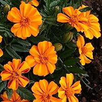 Outsidepride 100 Seeds Annual Tagetes Patula French Marigold Bambino Garden Flower Seeds for Planting