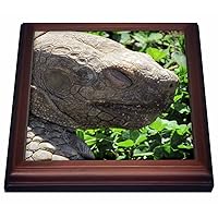 3dRose African Spurred Tortoise Profile Face Trivet with Ceramic Tile, 8 by 8