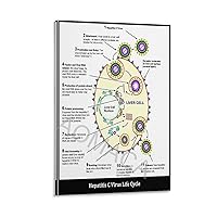 Hepatitis C Virus Life Cycle Poster Diet for Viral Hepatitis Tips to Avoid Liver Damage From Poster Canvas Painting Wall Art Poster for Bedroom Living Room Decor 12x18inch(30x45cm) Frame-style