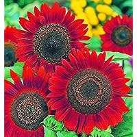 Velvet Queen Sunflower Seeds for Planting | Heirloom | Non-GMO | 50 Sunflower Seeds per Planting Packet | Fresh Garden Seeds