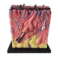 Magnified Human Skin Anatomy Model, Skin Structure Model, Scientific Hierarchical Three-Dimensional Structure Medical Teaching Aids