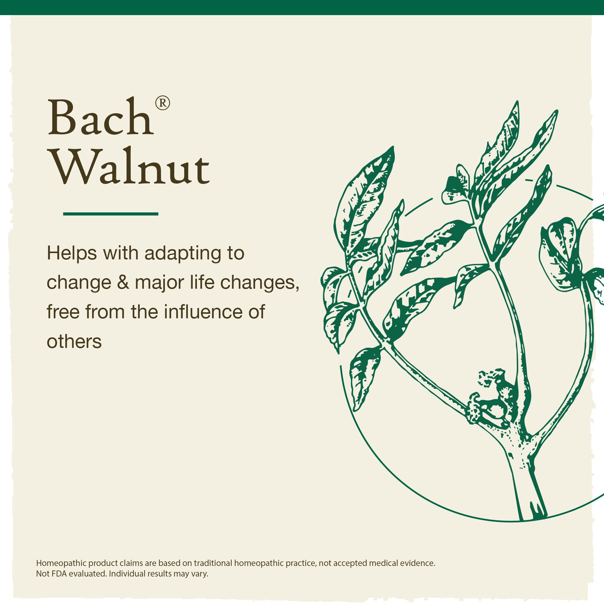 Bach Original Flower Remedies, Walnut for Adapting to Change (Non-Alcohol Formula), Natural Homeopathic Flower Essence, Holistic Wellness and Stress Relief, Vegan, 10mL Dropper, Clear