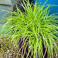 2.5 Qt - Evercolor 'Everillo' Carex, Ornamental Grass with Bright Yellow/Green Foliage, Southern Living Plant Collection
