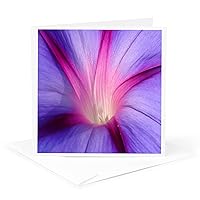 Greeting Card - Lilac and Fuschia Morning Glory in Macro-US Birth Flowers for September - Photography Morning Glories