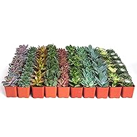 Shop Succulents Assorted Succulent Plant Pack Bulk Collection - Live Mini Succulent Plants, Low Maintenance, Mixture of Colors & Textures - Wedding and Party Favors, Gift & Garden, Pack of 100