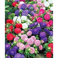Seeds Aster Dwarf Mix Annual Garden Flowers for Planting