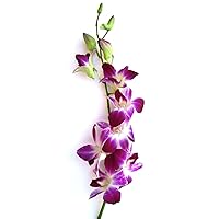 Fresh Flowers - Purple Dendrobium Orchids