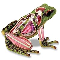 TEDCO 4D Vision Frog Anatomy Model