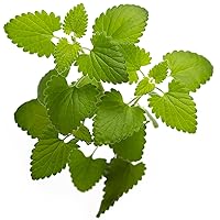 Catnip Seeds - Nepeta cataria for Planting, 2200+ Herb Seeds, Indoor or Outdoor Growing, Heirloom, Non-GMO, Cats Love Catnip Leaves. (Catnip Seeds, 1500mg)