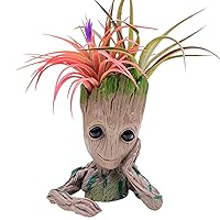 Groot Tillandsia Air Plant Planter Bouquet by The Drunken Gnome (Live Airplants Included) (Groot D)