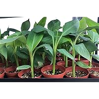 Sweetheart Banana - Rare FHIA-03 Dwarf Banana Plant - Live Dwarf Banana Plant