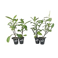 Longevity Spinach - 4 Live Starter Plants - Gynura Procumbens - Grow Your Own Vegetables and Fruit in The Garden or Patio