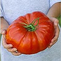 Steakhouse Tomato Seeds (20+ Seeds)(Non GMO Organic Vegetable Fruit Garden Seeds) Non-Hybrid, by Home Decorium