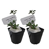 Chocolate Mint Plants. Live, Fragrant, Fresh, Edible. Easy Grow. Indoor/Outdoor. (2 Chocolate Mint Cups)