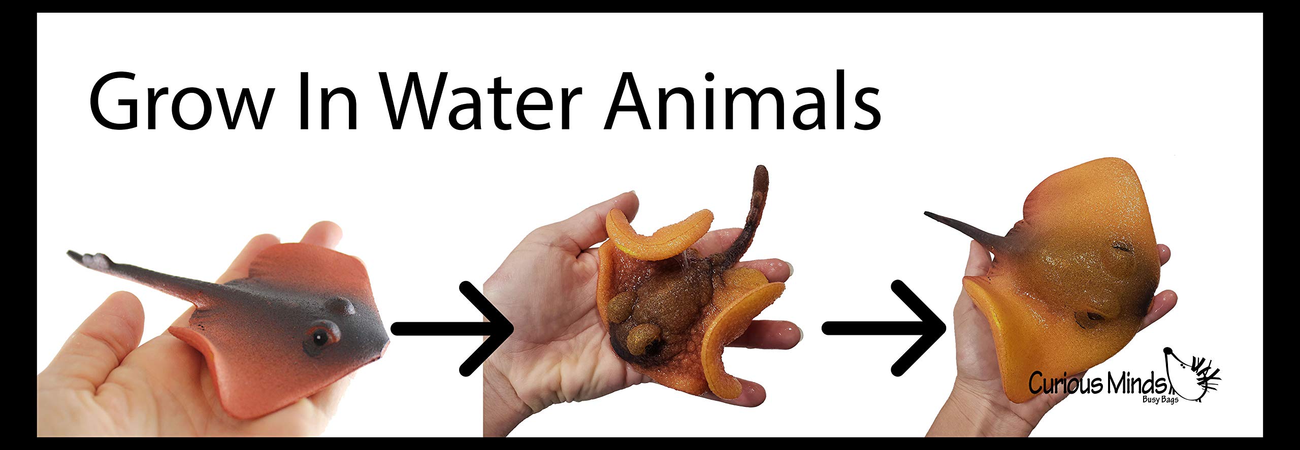 Grow an Ocean Animal in Water - Add Water and it Grows up to 9